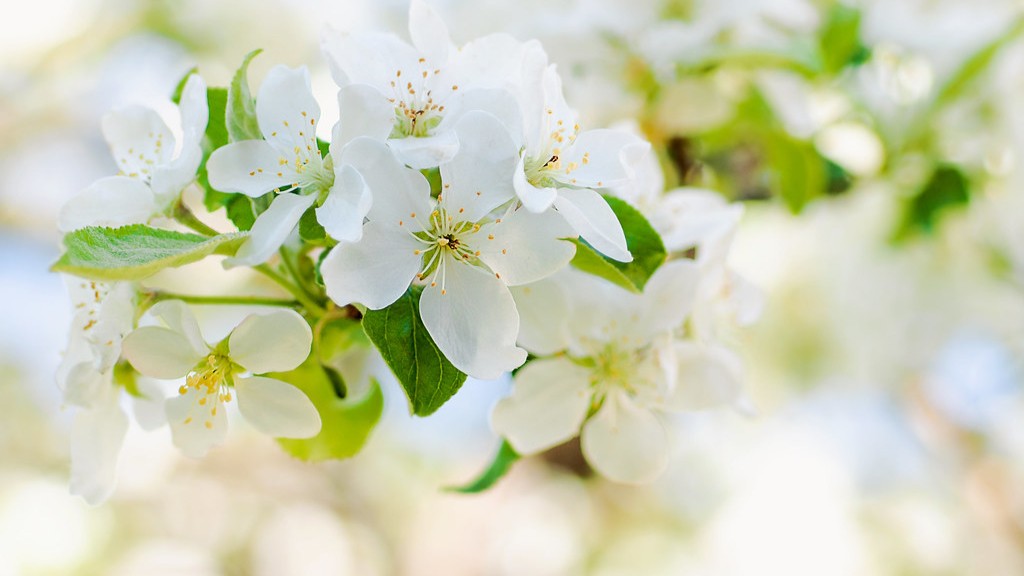 How To Pollinate Bing Cherry Tree