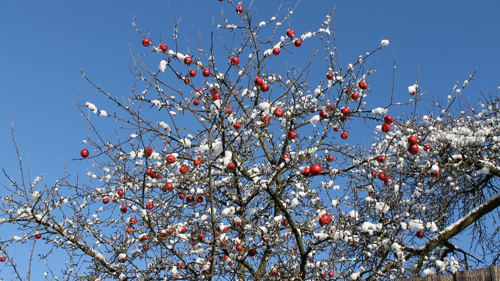 How to plant sugar apple tree?