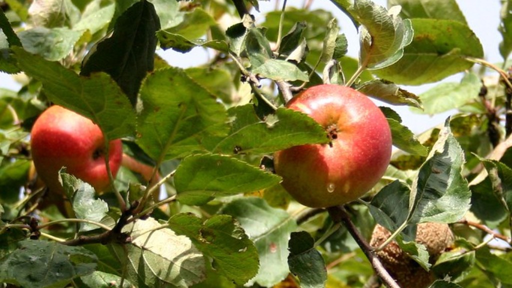 How do i graft an apple tree?