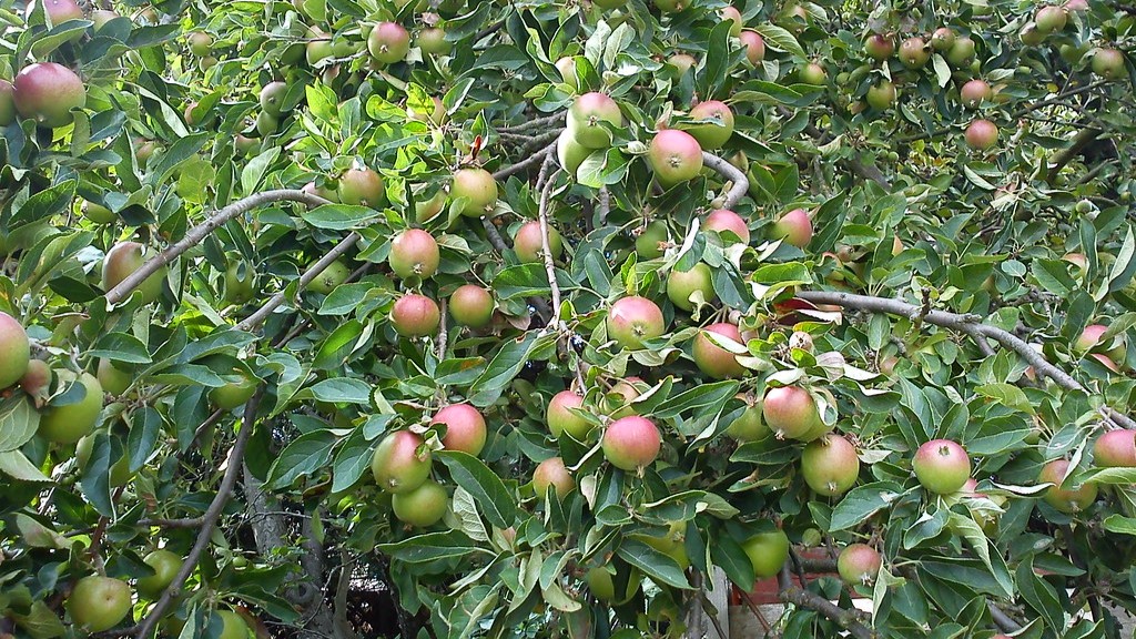 How to make an apple tree grow apples?