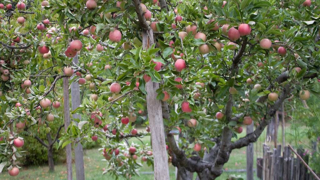 How to cut an apple tree back?