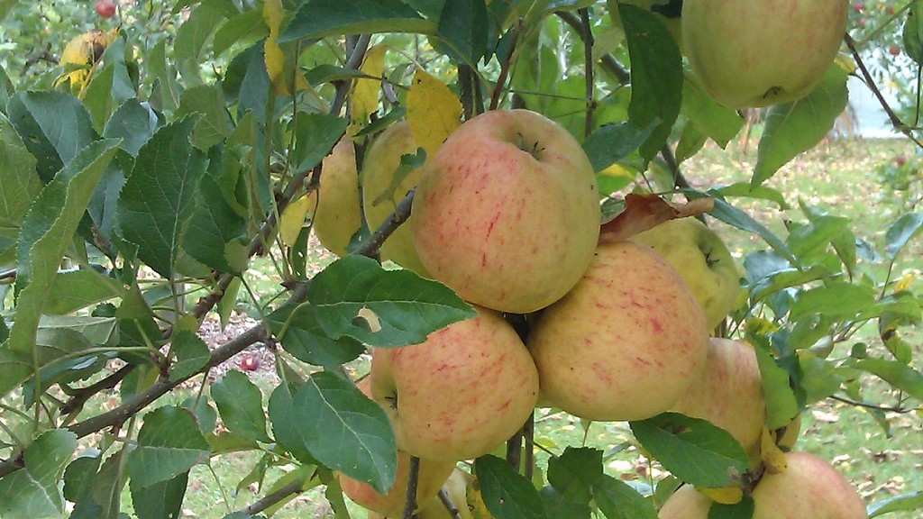 What time of year do you prune an apple tree?