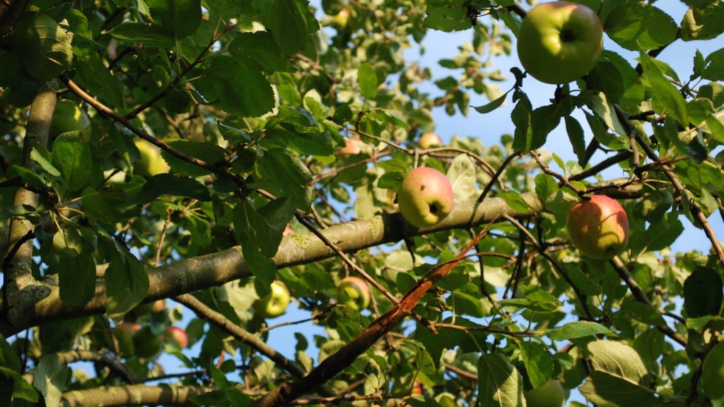 How to get rid of bugs on apple tree?