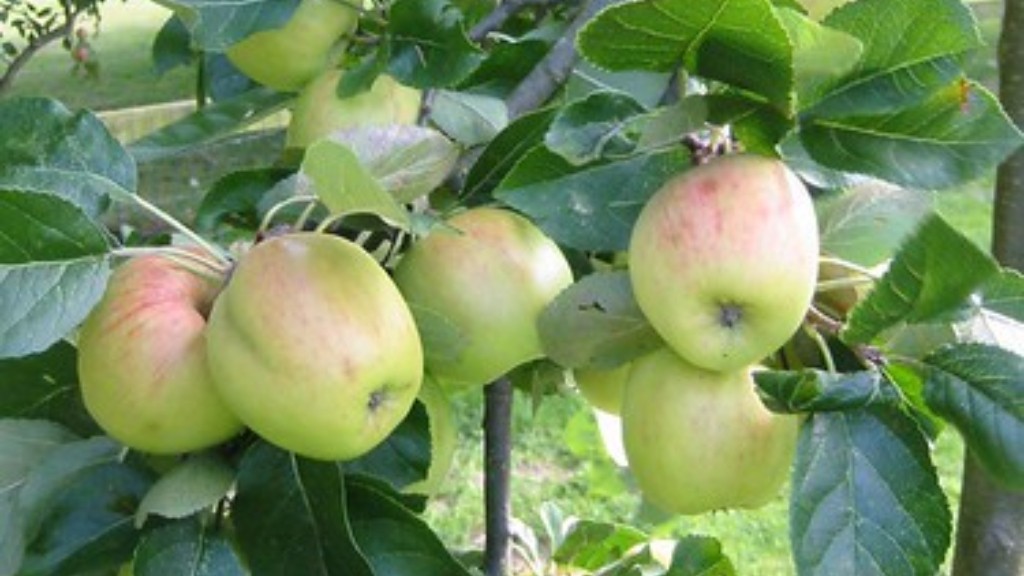 How much can you cut back an apple tree?