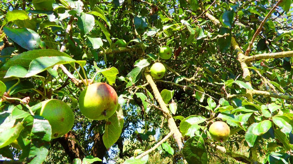 How To Prune Honeycrisp Apple Tree