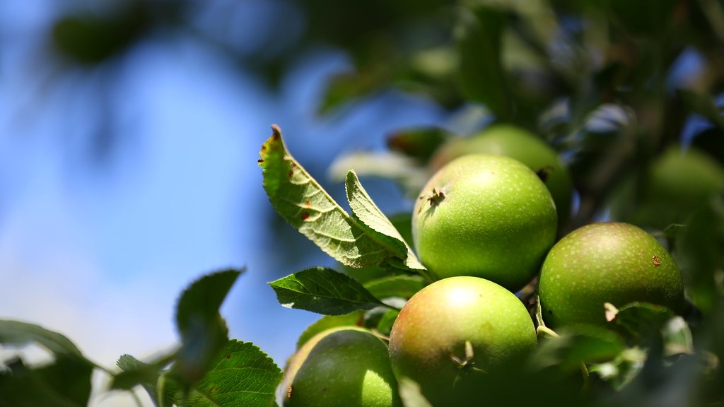 Can i grow an apple tree from a branch?