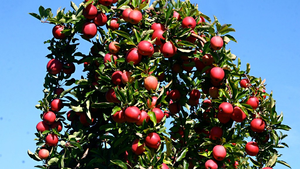 Can you grow an apple tree?