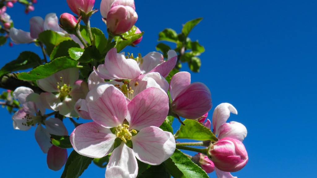 How To Trim Apple Tree In Spring