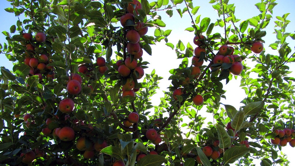 How many bushels does an apple tree produce?