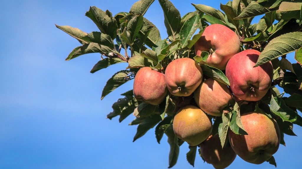 Can you grow a tree from apple seeds?