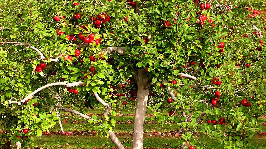 What Is The Best Time To Plant An Apple Tree