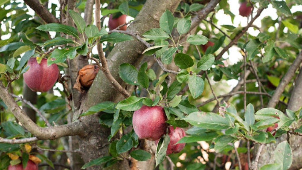 How Prune Apple Tree