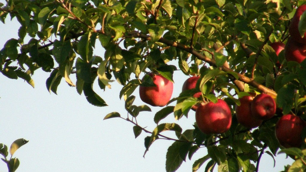 How long grow apple tree?