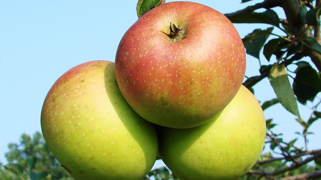 What is a dwarf apple tree?