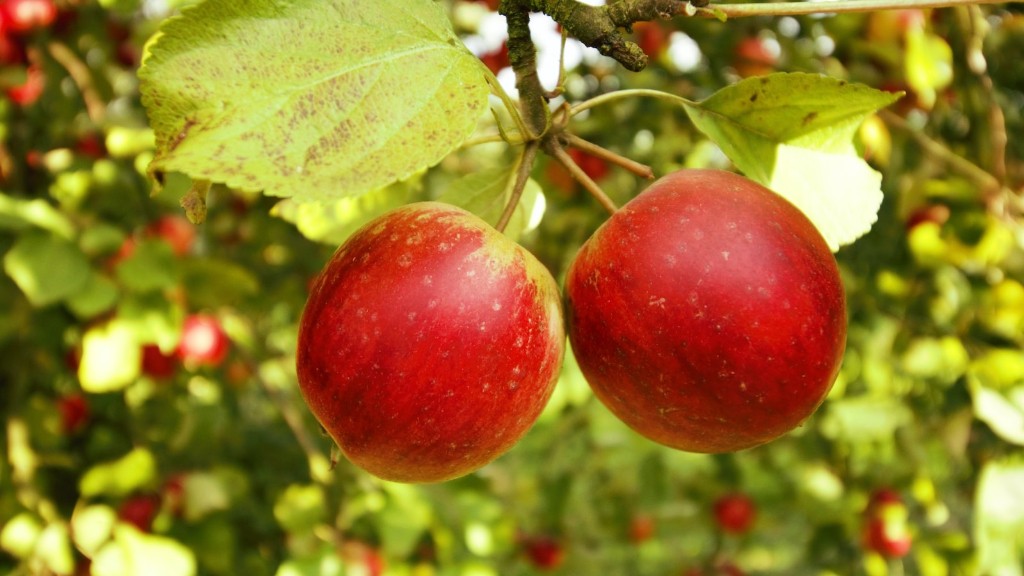 How to treat apple tree diseases?