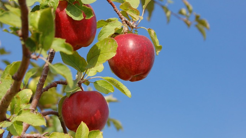 How much is a honeycrisp apple tree?