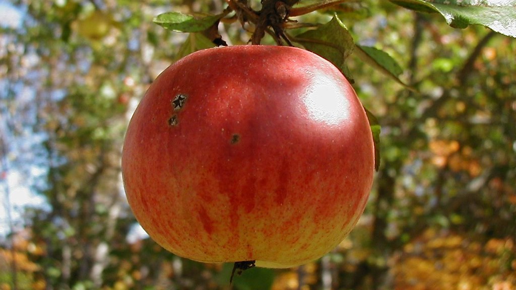 When To Trim A Apple Tree