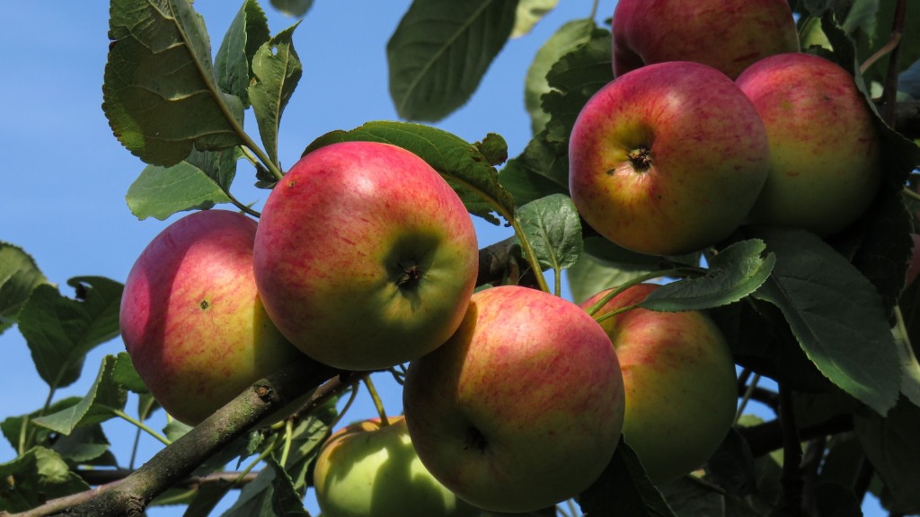 When is the best time to prune an apple tree?
