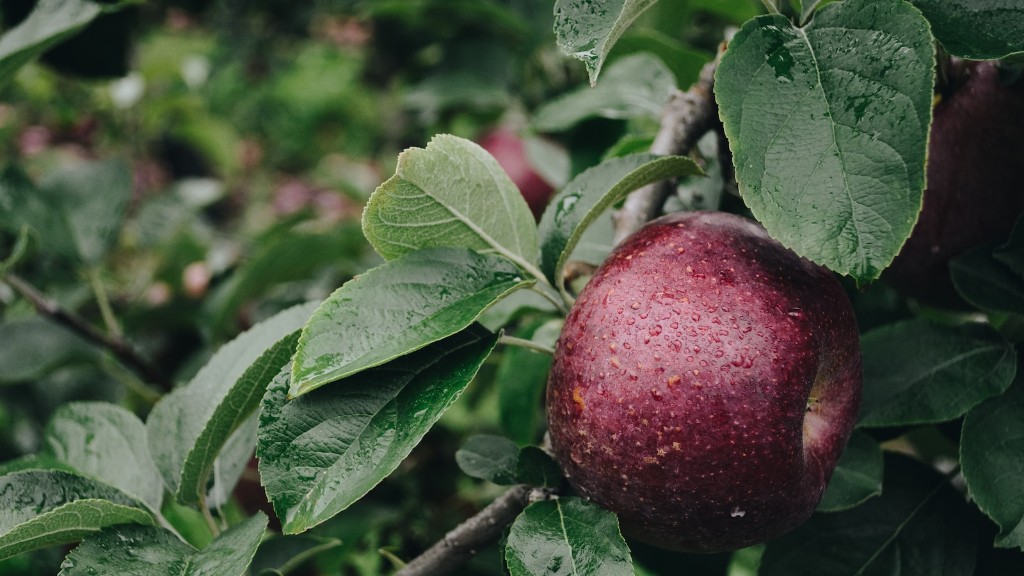 How long until an apple tree bears fruit?