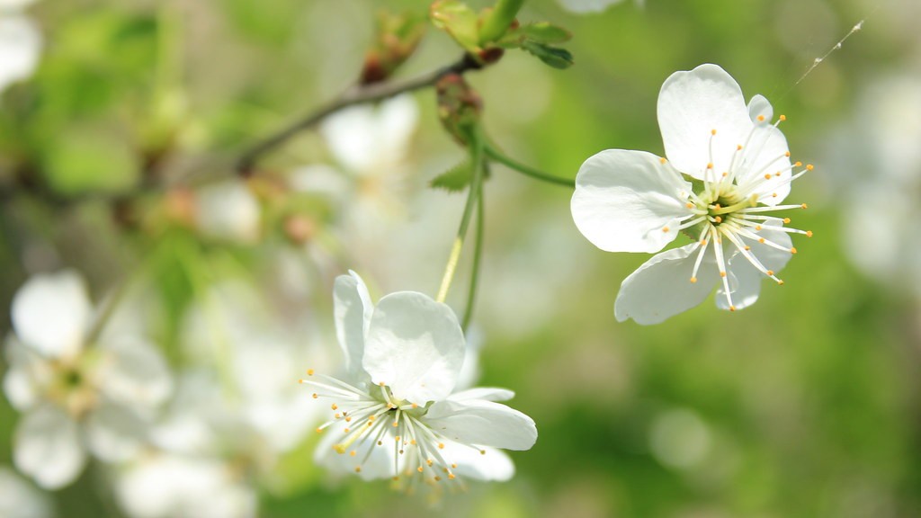 How To Grow A Cherry Tree From A Branch