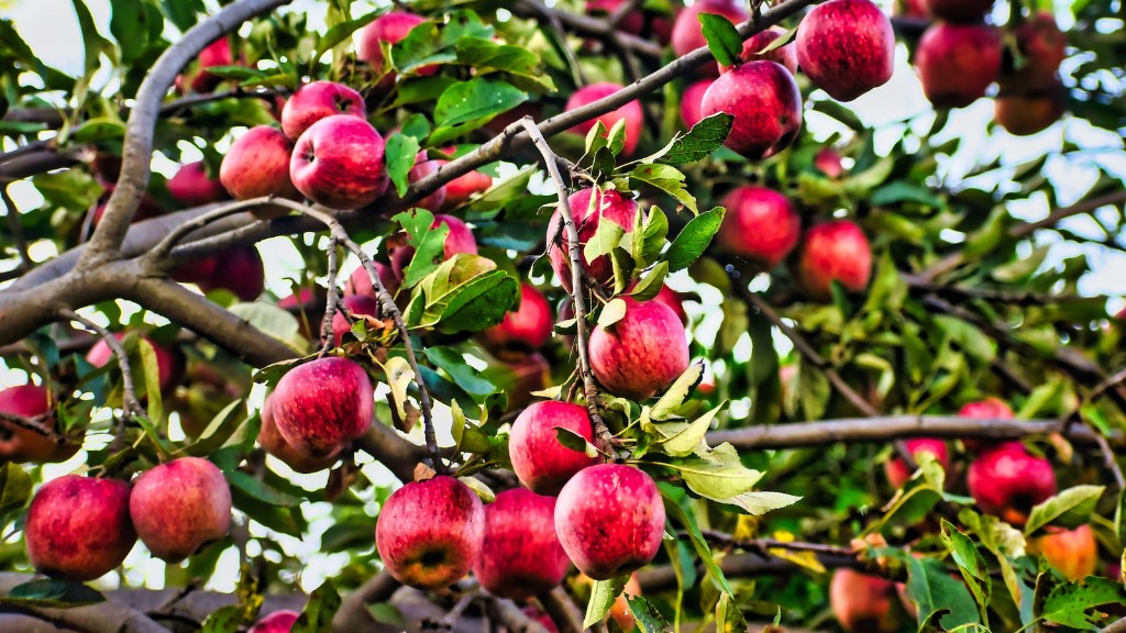 How do i prune an overgrown apple tree?