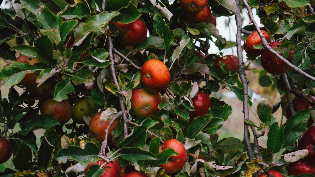 How to grow an apple tree in florida?