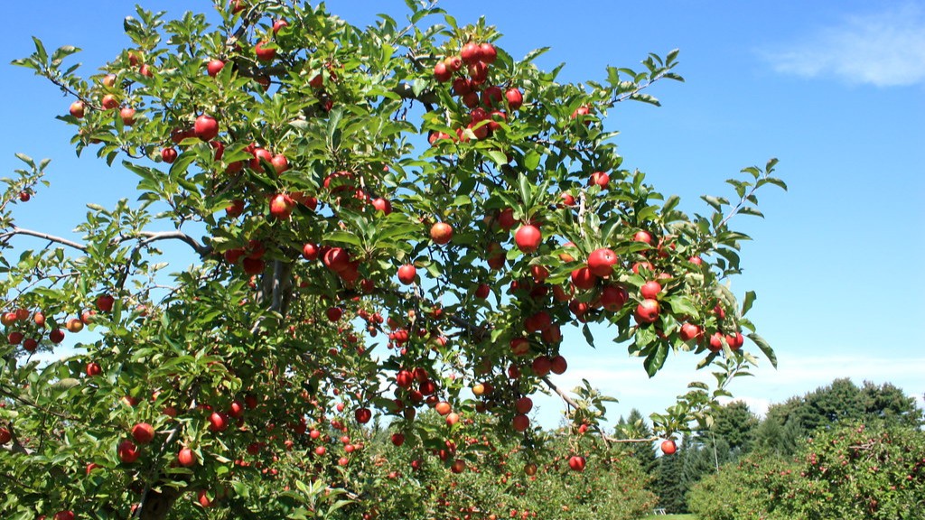 How to grow apple tree from branch?