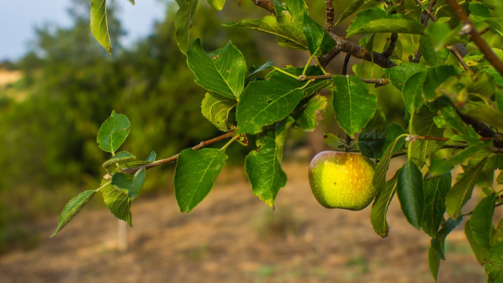 Can You Grow A Lemon Tree In Texas
