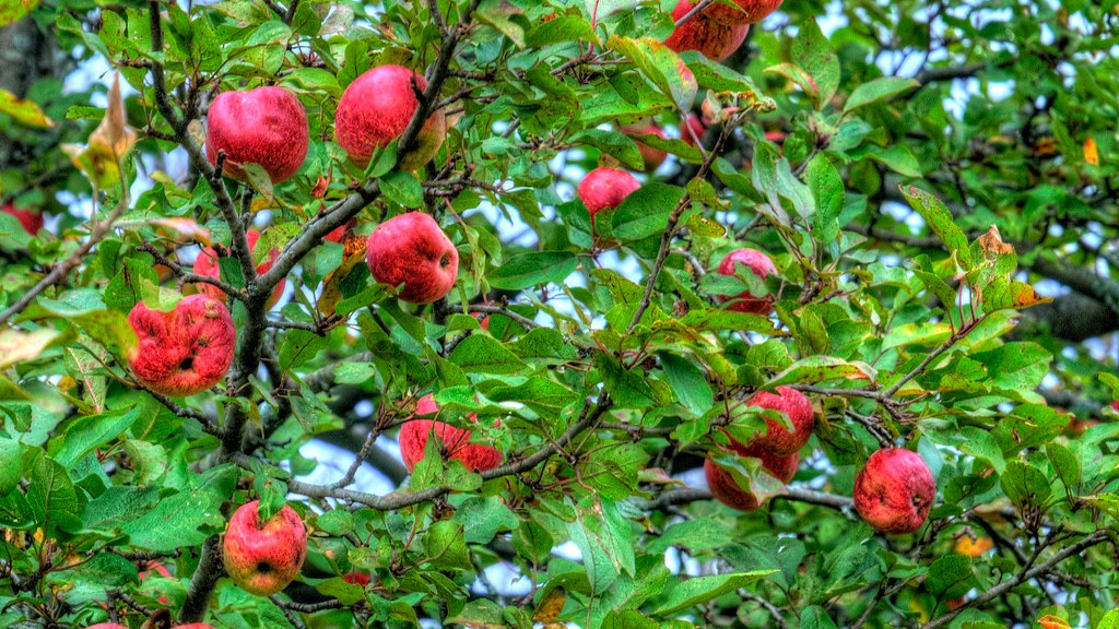 How tall is a honeycrisp apple tree?