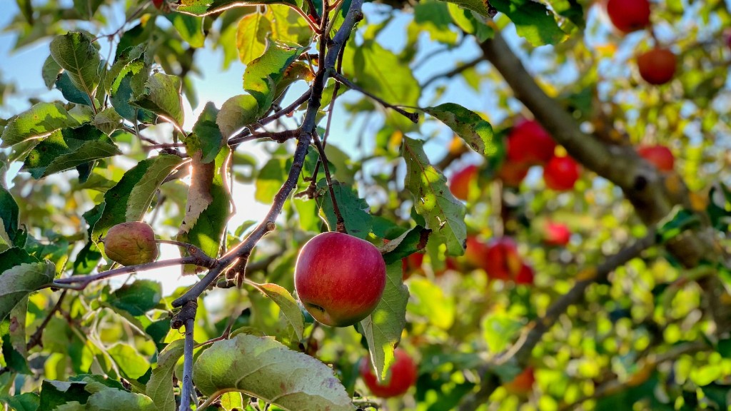 When Should You Spray An Apple Tree