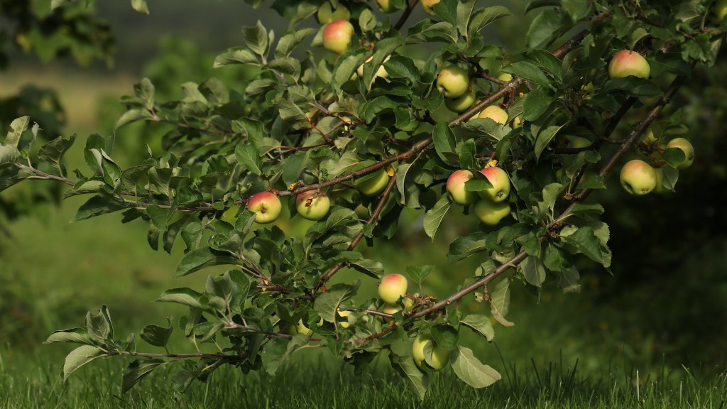 How To Grow Apple Tree Minecraft