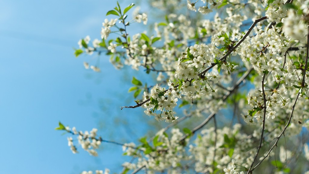 How To Plant Kwanzan Flowering Cherry Tree