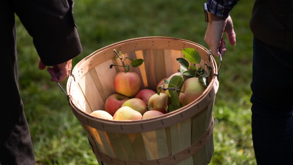 How to plant a mcintosh apple tree?