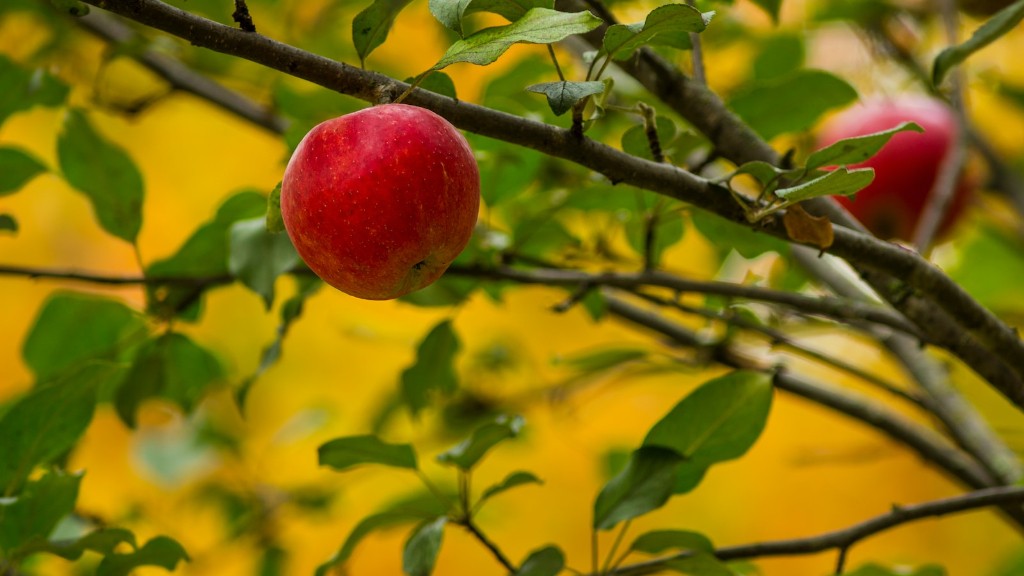 How To Trim An Apple Tree In The Spring