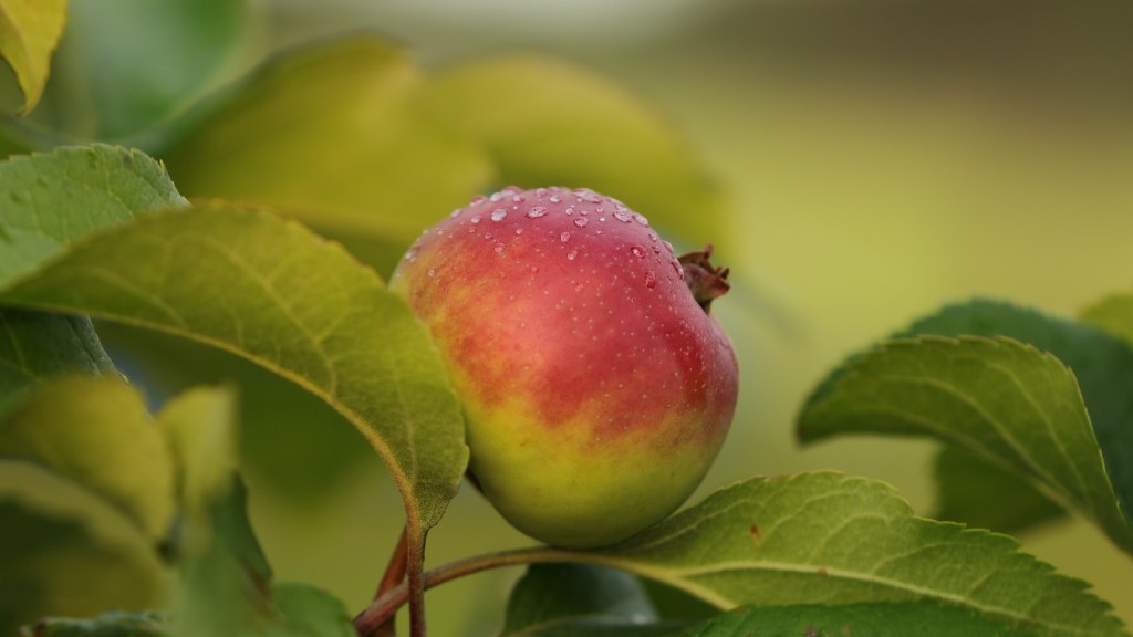 How much co2 does an apple tree absorb?