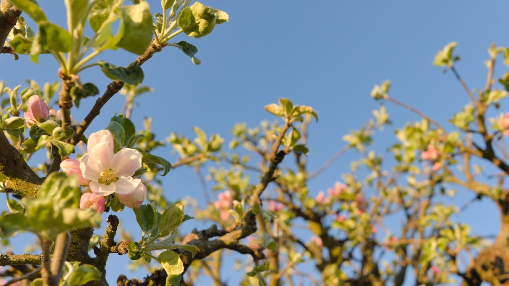 Where To Buy Monty’s Surprise Apple Tree