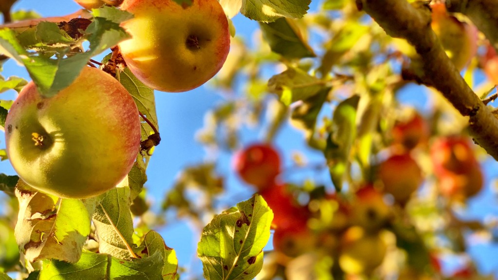 How Big Does A Dwarf Apple Tree Grow