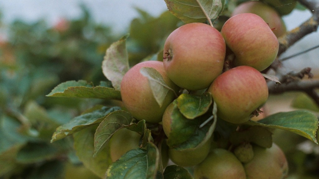 When is a good time to prune an apple tree?
