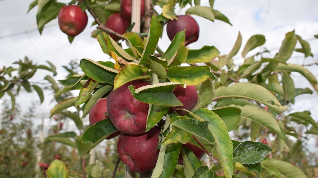 How much fruit does an apple tree produce?
