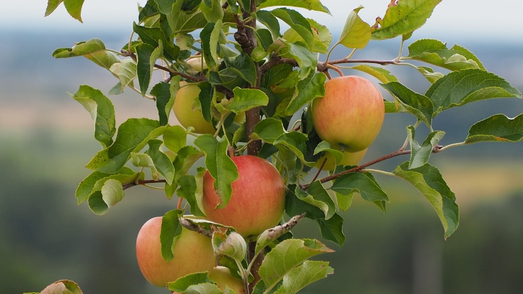 How To Trim An Apple Tree In The Spring