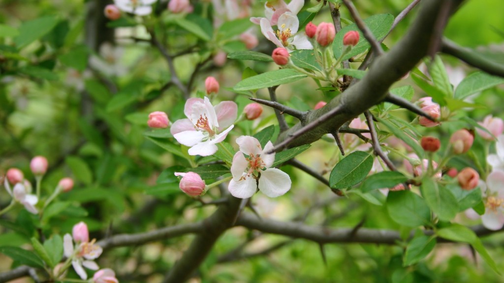 How to plant crab apple tree?