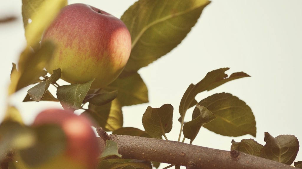 Does an apple tree need full sun?