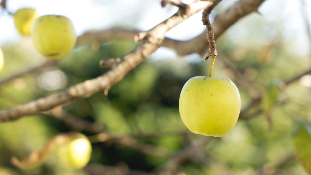 Where To Buy Honeycrisp Apple Tree