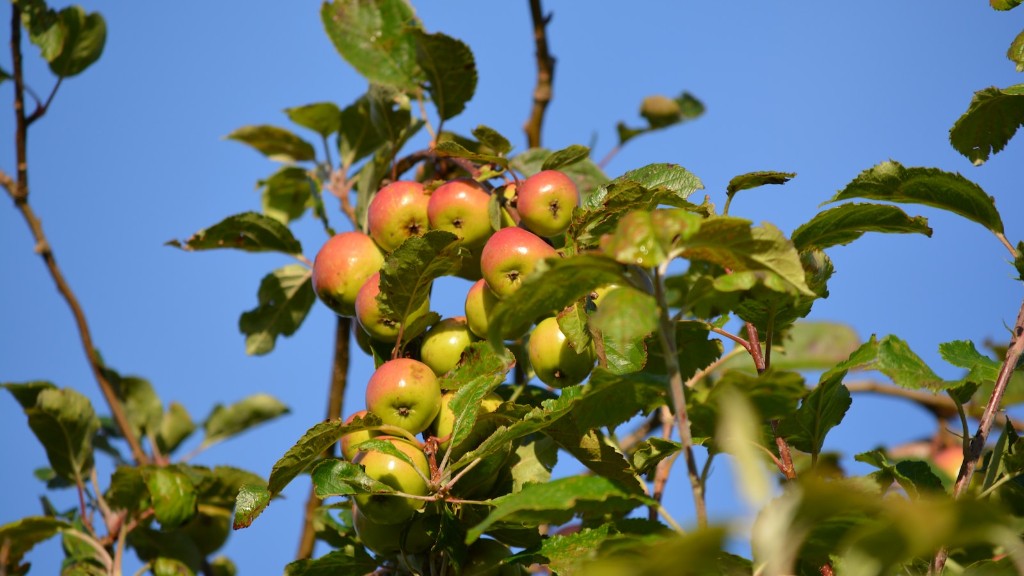 What To Spray An Apple Tree With