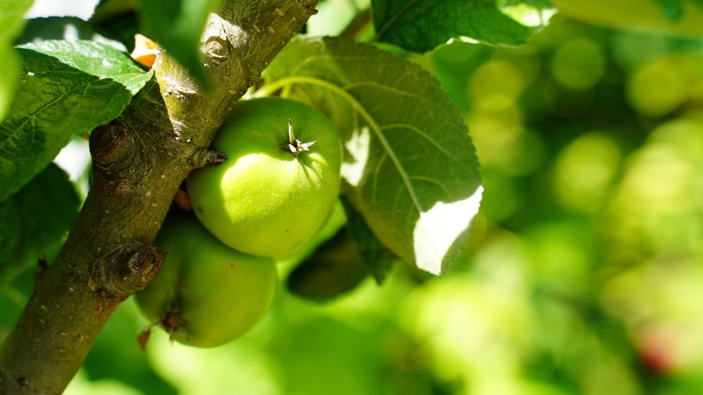 Can an apple tree pollinate a pear tree?