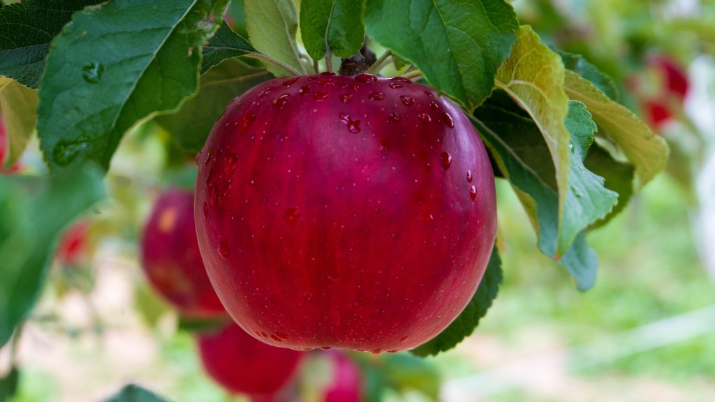 Can one apple tree produce fruit?