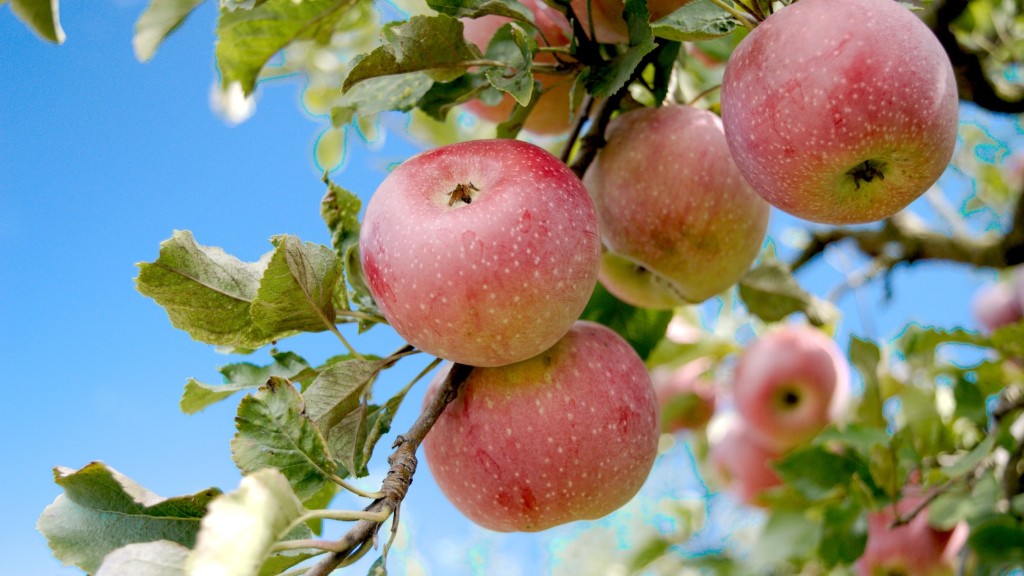 How tall can an apple tree grow?