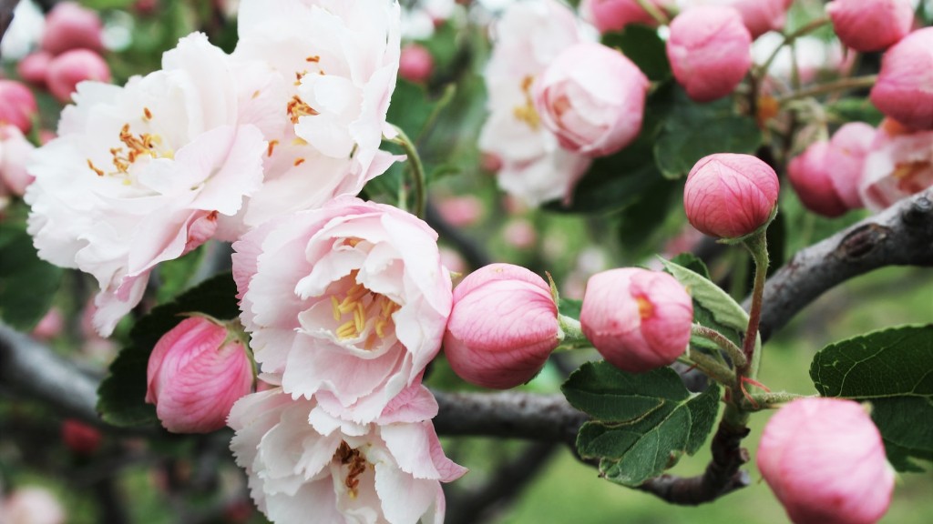 What Pollinates A Pink Lady Apple Tree