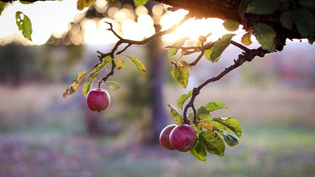 What Is The Life Cycle Of An Apple Tree