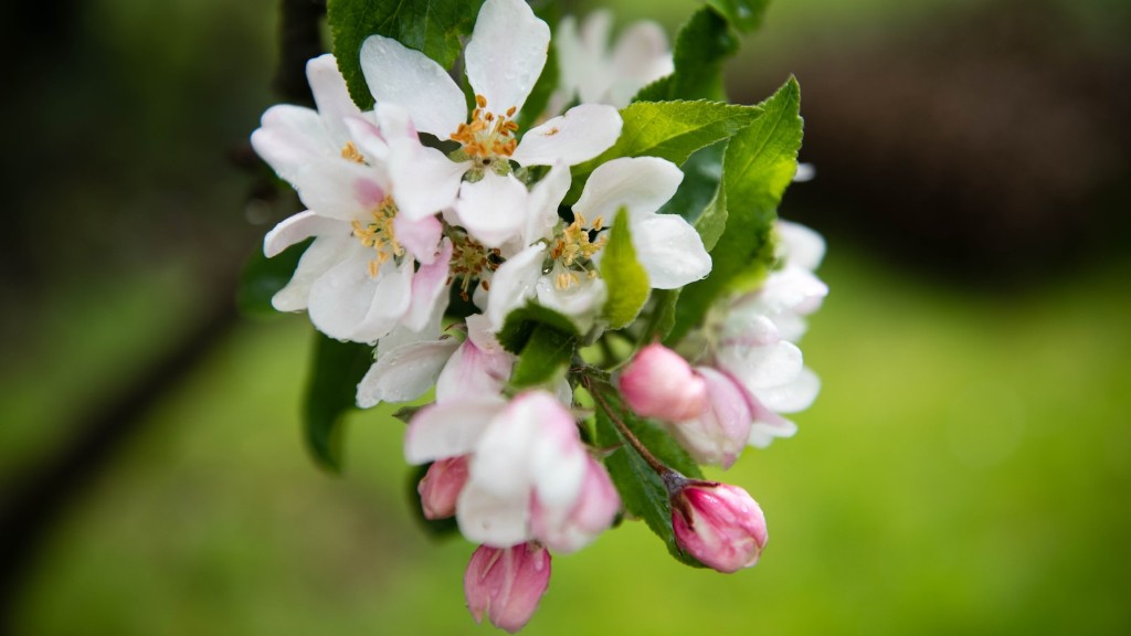How do you prune an overgrown apple tree?